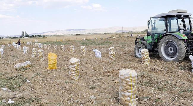 PATATES ÜRETİMİNDE 3. İLİZ