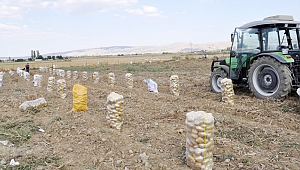 PATATES ÜRETİMİNDE 3. İLİZ