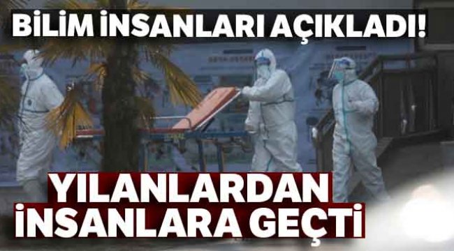 Corona virüsü yılanlardan insanlara geçti
