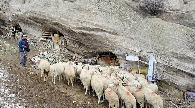 KOYUNLARINI MAĞARADA YETİŞTİRİYOR