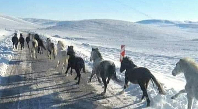 YILKI ATLARI UNUTULMADI