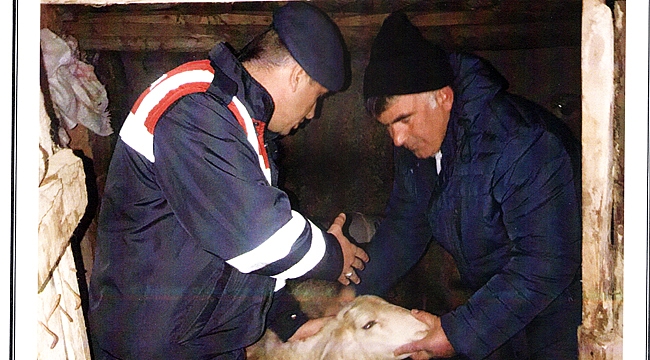 ÇALDIKLARI HAYVANLARLA SUÇÜSTÜ YAKALANDILAR