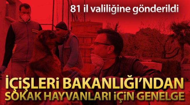 İçişleri Bakanlığından 'Sokak Hayvanları' genelgesi