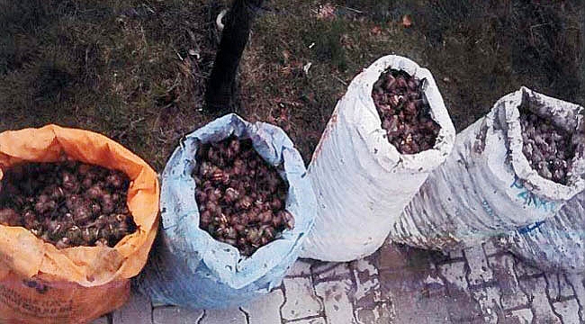 İzinsiz salyangoz toplayan 5 kişiye 10 bin lira para cezası