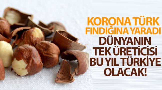 Korona Türk fındığına yaradı