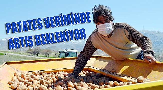 PATATES VERİMİNDE ARTIŞ BEKLENİYOR
