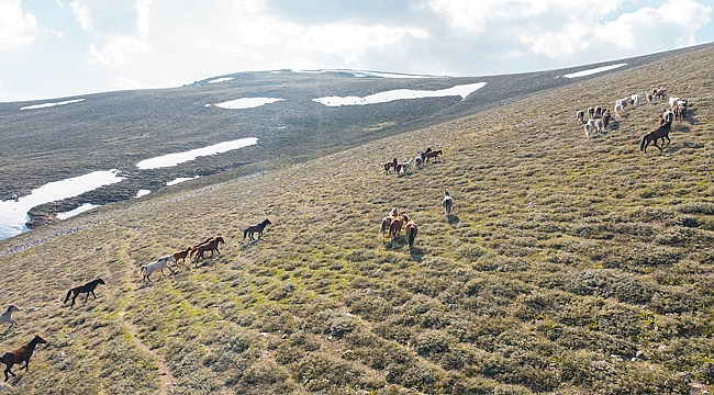 YILKI ATLARI HAVADAN GÖRÜNTÜLENDİ