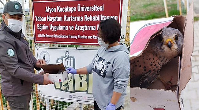 BİTKİN HALDE BULUNAN KERKENEZ TEDAVİ ALTINA ALINDI