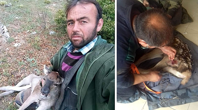 ÇOBANIN BULDUĞU YARALI GEYİK TEDAVİ EDİLDİ