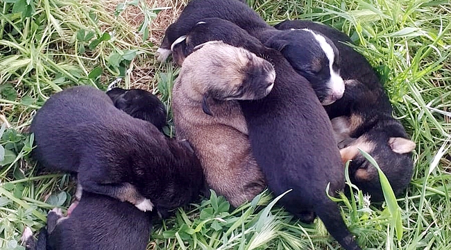 POŞETTE ÖLÜME TERK EDİLEN KÖPEK YAVRULARI SON ANDA KURTARILDI