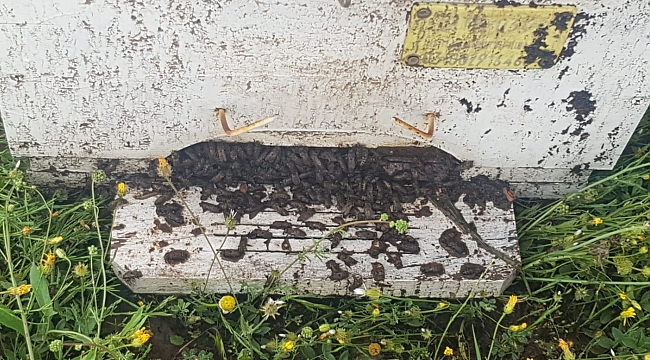 SELE KAPILAN ARILAR TELEF OLDU