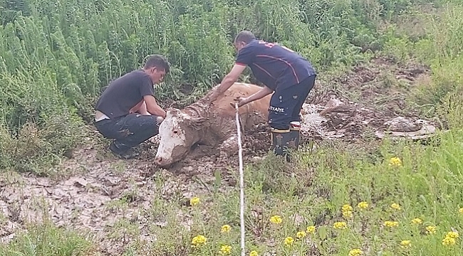 BALÇIĞA SAPLANAN İNEK İTFAİYE EKİPLERİNCE KURTARILDI
