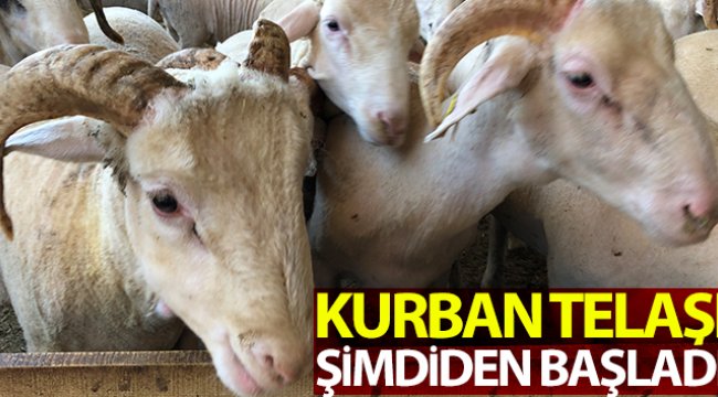 Kurban telaşı başladı, koçlar danalar görücüye çıktı
