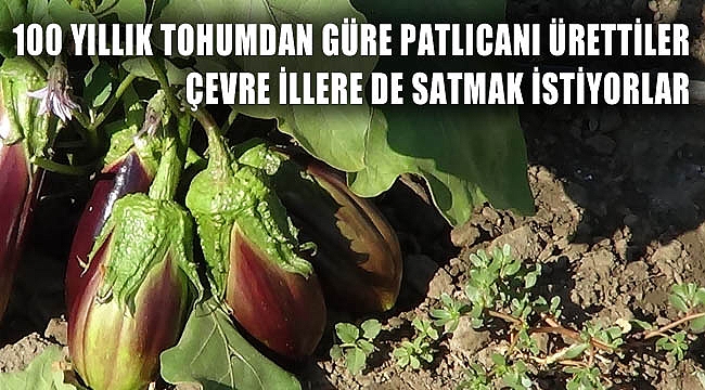 100 YILLIK TOHUMDAN ÜRETİLEN GÜRE PATLICANINI SATMAK İSTİYORLAR