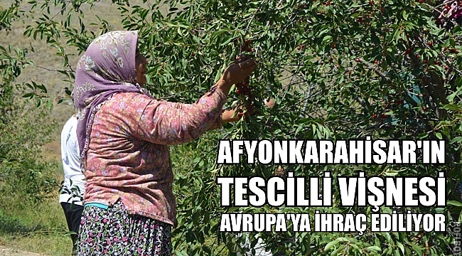 AFYON'UN TESCİLLİ VİŞNESİ AVRUPA'YA İHRAÇ EDİLİYOR