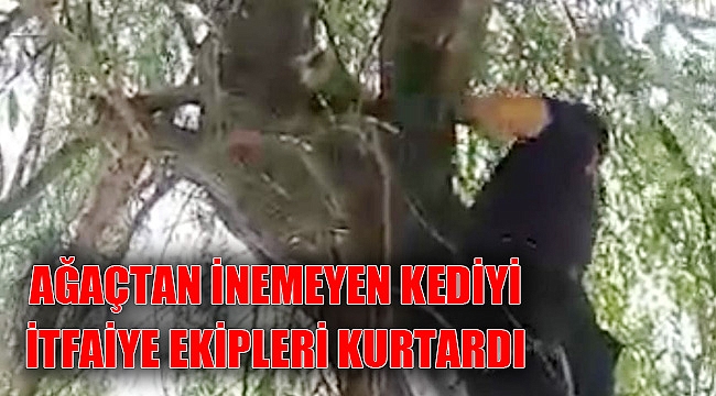 AĞAÇTAN İNEMEYEN KEDİYİ İTFAİYE KURTARDI