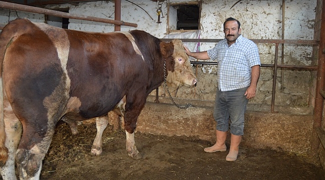 "AGRESİF" DANA ALICISINI BEKLİYOR