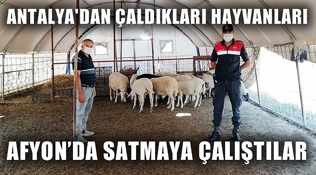 ANTALYA'DAN ÇALDIKLARI HAYVANLARI, AFYON'DA SATMAYA ÇALIŞTILAR