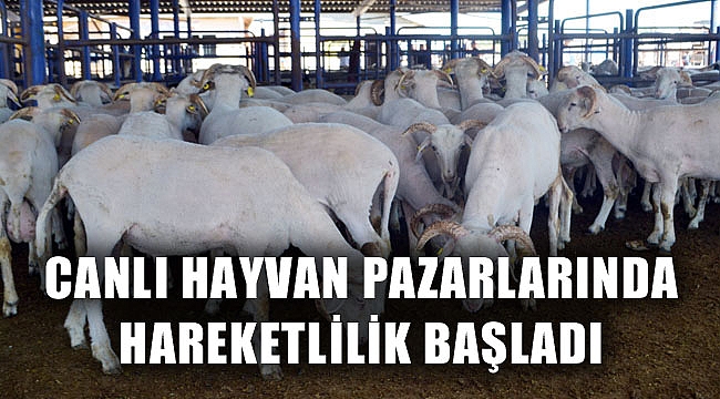 CANLI HAYVAN PAZARLARINDA HAREKETLİLİK BAŞLADI