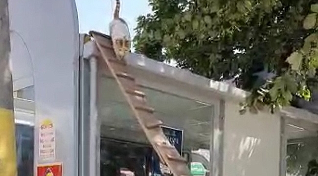 ÇATIDA 3 GÜNDÜR MAHSUR KALAN KEDİYİ KIYMA VEREREK KURTARDI