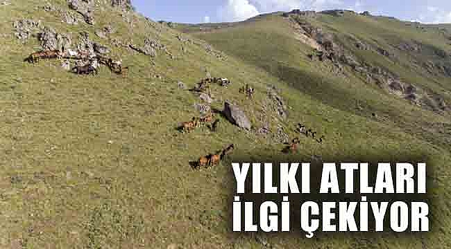 EMİR DAĞLARI'NDAKİ YILKI ATLARI İLGİ ÇEKİYOR
