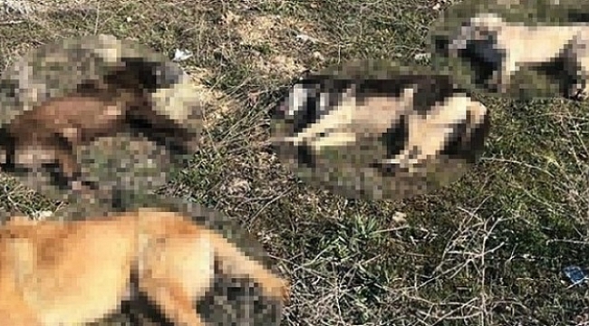 KAYMAKAMLIK SORUŞTURMA BAŞLATTI