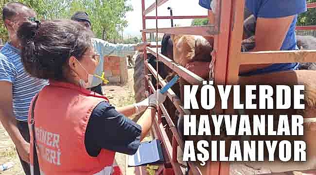 KÖYLERDE HAYVANLAR AŞILANIYOR