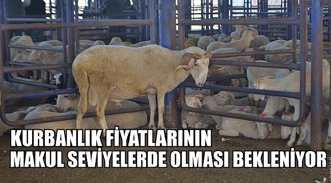 KURBANLIK FİYATLARININ MAKUL SEVİYELERDE OLMASI BEKLENİYOR