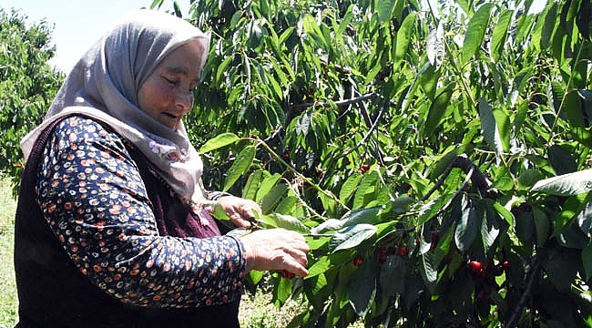 NAPOLYON KİRAZINA BÜYÜK İLGİ