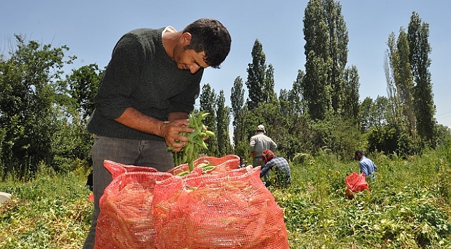 TÜRKİYE'NİN BEZELYE İHTİYACININ %35'İ SİNANPAŞA'DAN