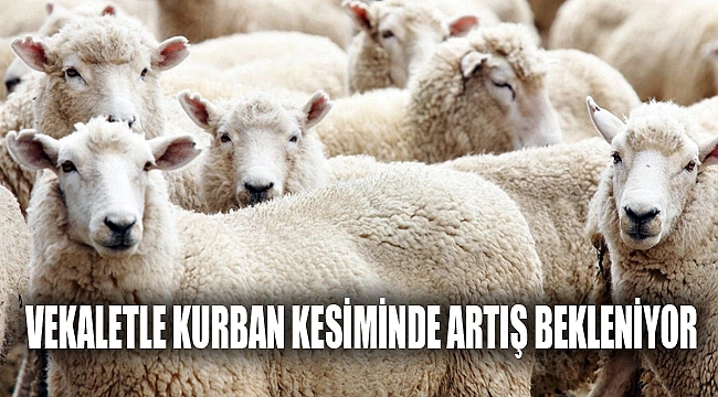VEKALETLE KURBAN KESİMİNDE ARTIŞ BEKLENİYOR