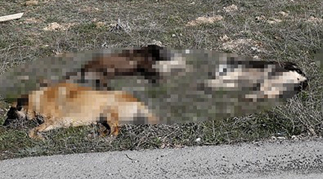 YEDİ KÖPEK ZEHİRLENDİ