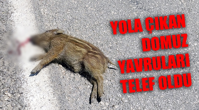 YOLA ÇIKAN DOMUZ YAVRULARI TELEF OLDU