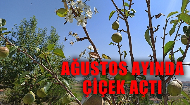 AĞUSTOS AYINDA ÇİÇEK AÇTI