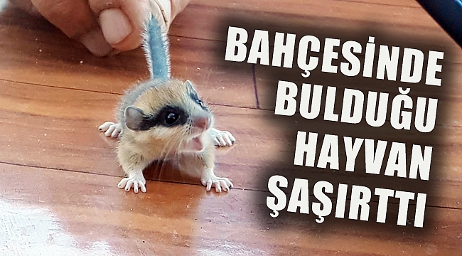 BAHÇESİNDE BULDUĞU HAYVAN ŞAŞIRTTI