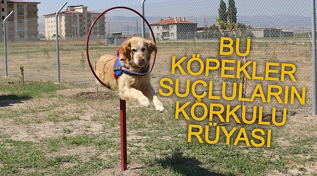 BU KÖPEKLER SUÇLULARIN KORKULU RÜYASI