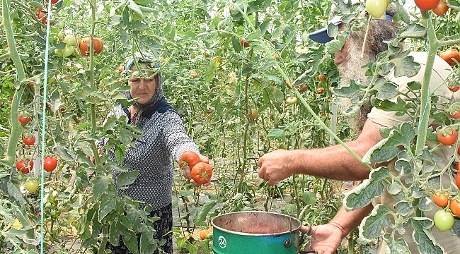 ÇEVRESİNDEKİLERE İNAT ORGANİK TARIM YAPTILAR