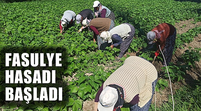 FASULYE HASADI BAŞLADI