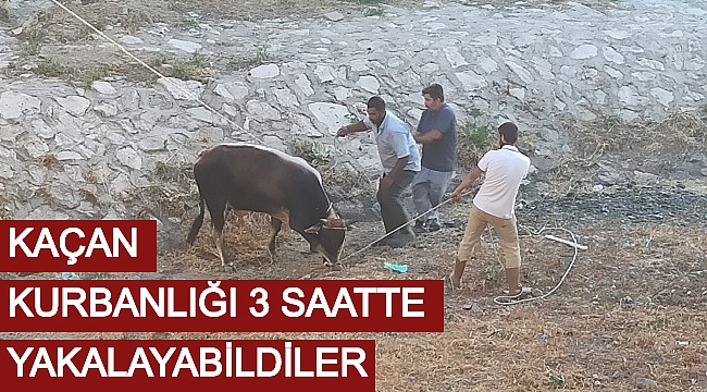 KAÇAN KURBANLIĞI 3 SAATTE YAKALAYABİLDİLER