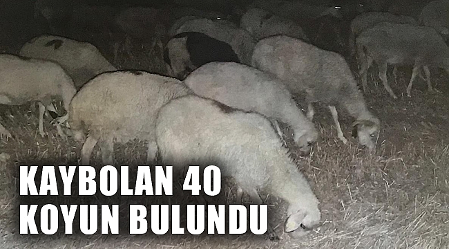 KAYBOLAN 40 KOYUN BULUNDU
