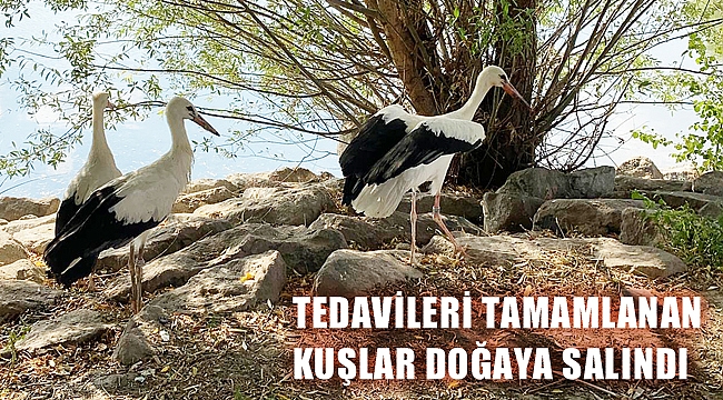 TEDAVİLERİ TAMAMLANAN KUŞLAR DOĞAYA SALINDI