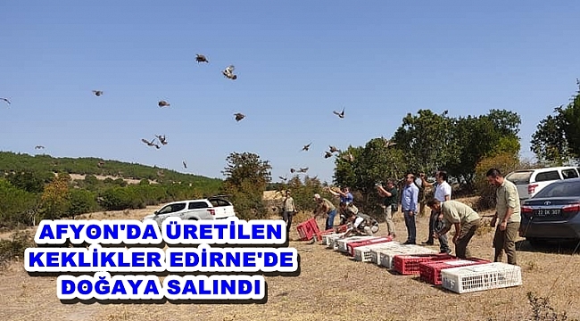AFYON&#039;DA ÜRETİLEN KEKLİKLER EDİRNE&#039;DE DOĞAYA SALINDI