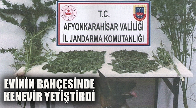EVİNİN BAHÇESİNDE KENEVİR YETİŞTİRDİ