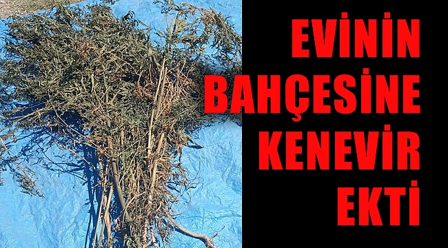 EVİNİN BAHÇESİNE KENEVİR EKTİ