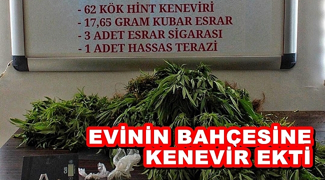 EVİNİN BAHÇESİNE KENEVİR EKTİ