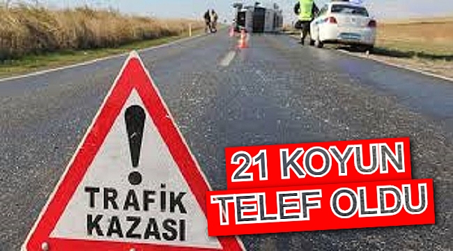 KARŞIYA GEÇMEYE ÇALIŞAN KOYUNLARA ÇARPTI