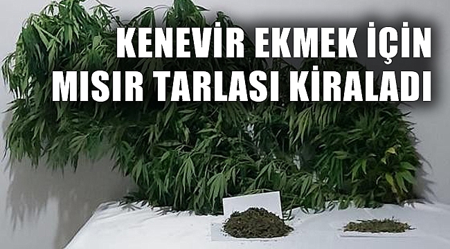 KENEVİR EKMEK İÇİN MISIR TARLASI KİRALADI