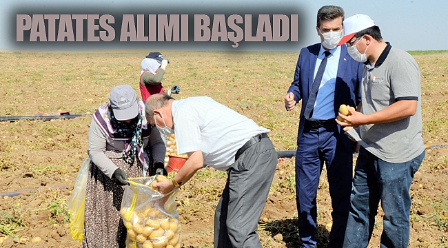 PATATES ALIMI BAŞLADI