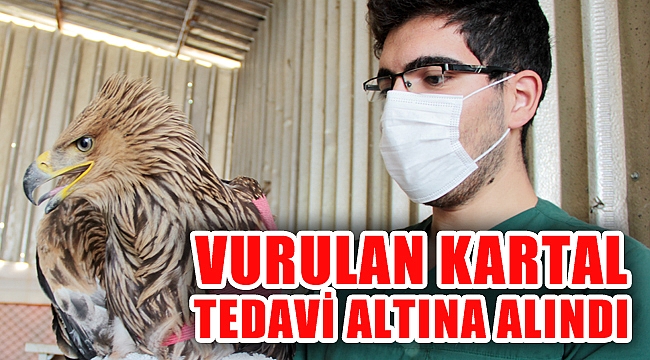 VURULAN KARTAL TEDAVİ ALTINA ALINDI