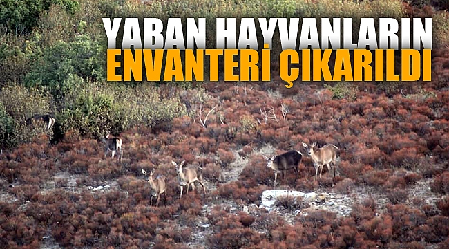 Afyonkarahisar ve Denizli’de yaban hayvanlarının envanteri çıkarıldı